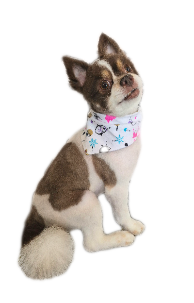 Knuckles First Rider